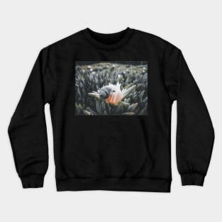 Snail Having Breakfast in Californian Yellow Flower Photo V3 Crewneck Sweatshirt